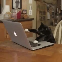 Mème « Typing Kitty »