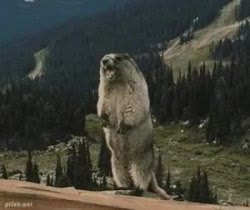 "Yelling Beaver" meme